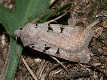 &copy;Philippe Mothiron. Eugnorisma glareosa Esp.