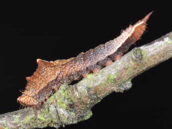  Chenille de Cilix glaucata Scop. - �Philippe Mothiron