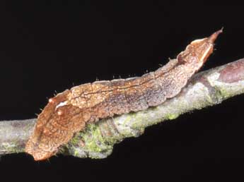  Chenille de Cilix glaucata Scop. - �Philippe Mothiron