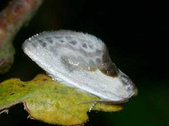 Cilix glaucata Scop. adulte - �Philippe Mothiron