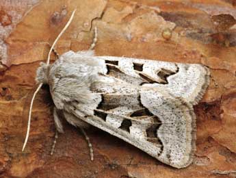 Episema glaucina Esp. adulte - �Daniel Morel