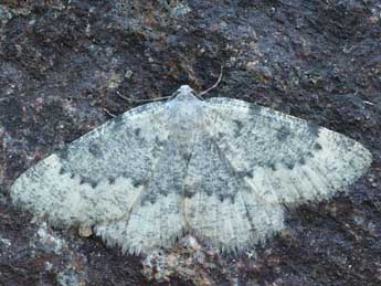 Charissa glaucinaria Hb. adulte - �Daniel Morel