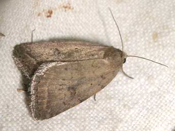 Athetis gluteosa Tr. adulte - �Jean-Pierre Lamoline