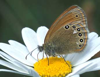 Coenonympha glycerion Bkh. adulte - �Tristan Lafranchis