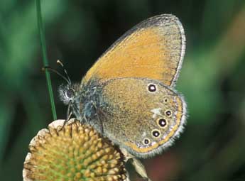 Coenonympha glycerion Bkh. adulte - �Tristan Lafranchis