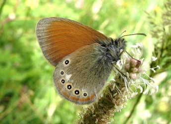 Coenonympha glycerion Bkh. adulte - �Jean-Pierre Arnaud