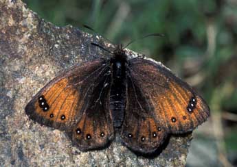 Erebia gorge Hb. adulte - �Tristan Lafranchis
