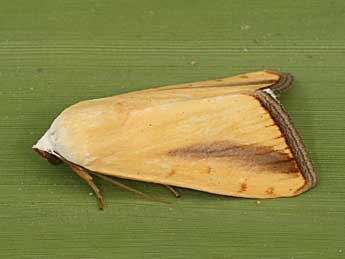 Pardoxia graellsii Feist. adulte - �Daniel Morel