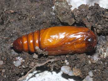  Chrysalide de Pardoxia graellsii Feist. - �St�phane Grenier