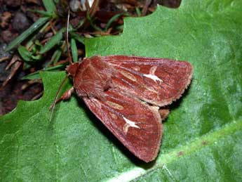 Cerapteryx graminis L. adulte - �Philippe Mothiron