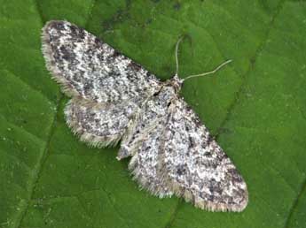Eupithecia graphata Tr. adulte - �Daniel Morel