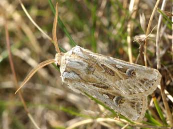 Agrotis graslinii Rbr adulte - �David Demerges