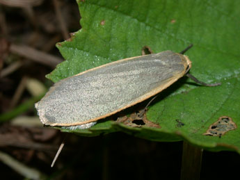 Collita griseola Hb. adulte - �Philippe Mothiron