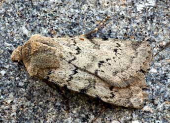 Epipsilia grisescens F. adulte - �Daniel Morel