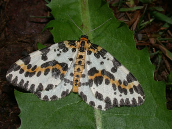 Abraxas grossulariata L. adulte - �Philippe Mothiron