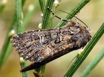 Trigonophora haasi Stgr adulte - �Daniel Morel