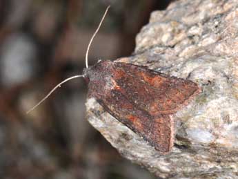 Anchoscelis haematidea Dup. adulte - �Philippe Mothiron