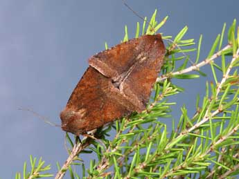 Anchoscelis haematidea Dup. adulte - �Lionel Taurand