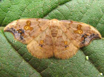 Sabra harpagula Esp. adulte - �Nicole Lepertel