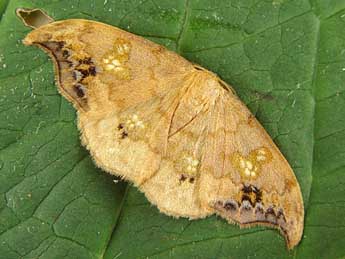 Sabra harpagula Esp. adulte - �Jean-Paul Quinette