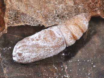  Chrysalide de Sabra harpagula Esp. - �Philippe Mothiron