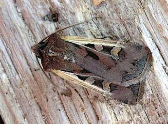 Euxoa hastifera Donz. adulte - �David Demerges