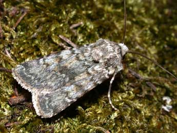 Euxoa haverkampfi Stdf. adulte - �Philippe Mothiron