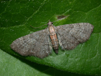 Eupithecia haworthiata Dbld. adulte - �Philippe Mothiron