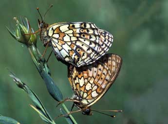 Brenthis hecate D. & S. adulte - �Tristan Lafranchis