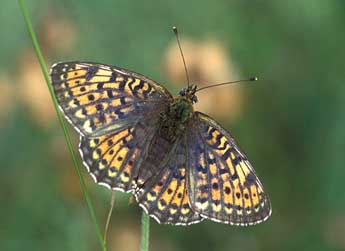 Brenthis hecate D. & S. adulte - �Tristan Lafranchis