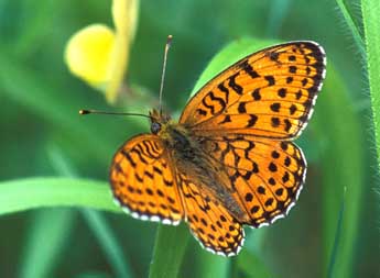 Brenthis hecate D. & S. adulte - �Tristan Lafranchis