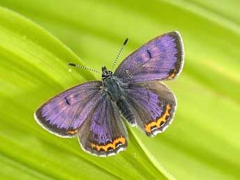 Lycaena helle D. & S. adulte - �David Demerges