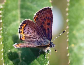 Lycaena helle D. & S. adulte - �Daniel Morel