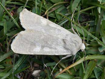 Rhyacia helvetina Bsdv. adulte - �Daniel Morel