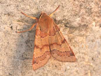 Anchoscelis helvola L. adulte - �Philippe Mothiron