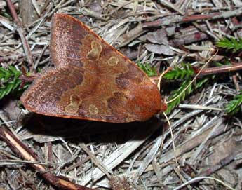 Anchoscelis helvola L. adulte - �Philippe Mothiron