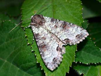 Polia hepatica Cl. adulte - �Philippe Mothiron