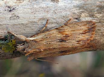 Lithophane socia Hfn. adulte - �Daniel Morel