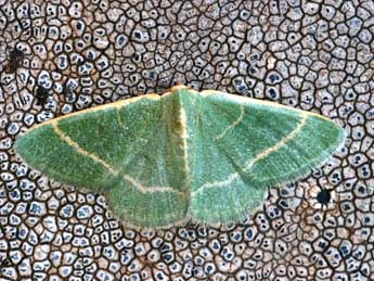 Microloxia herbaria Hb. adulte - �Daniel Morel