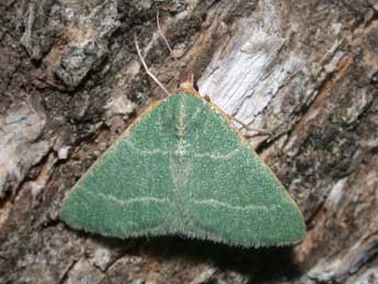 Microloxia herbaria Hb. adulte - �Philippe Mothiron