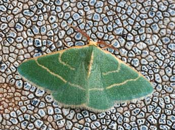 Microloxia herbaria Hb. adulte - �Daniel Morel