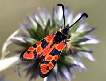 Zygaena hilaris O. adulte - �Daniel Morel
