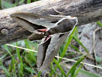 Hyles hippophaes Esp. adulte - �Daniel Morel