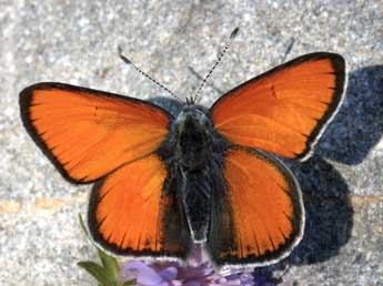 Lycaena hippothoe L. adulte - �Daniel Morel