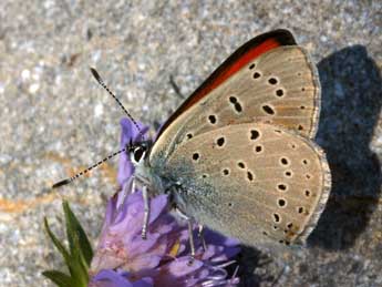 Lycaena hippothoe L. adulte - �Daniel Morel