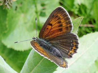 Lycaena hippothoe L. adulte - �Jean-Pierre Arnaud