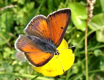 Lycaena hippothoe L. adulte - �Jean-Pierre Arnaud