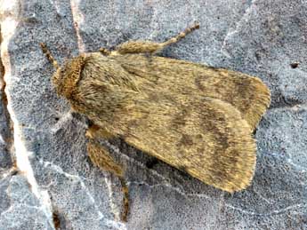 Autophila hirsuta Stgr adulte - �Daniel Morel