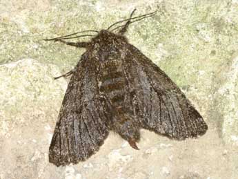 Lycia hirtaria Cl. adulte - �Lionel Taurand