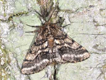 Lycia hirtaria Cl. adulte - �Philippe Mothiron